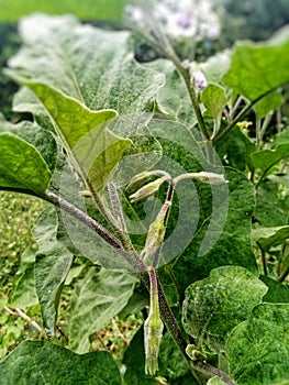 the flowers of the eggplant plant have just emerged and are still in bud