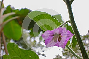 the flowers of the eggplant tree are very beautiful in purple (Solanum melongena)