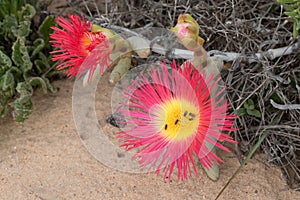 Flowers of the Elandsvy