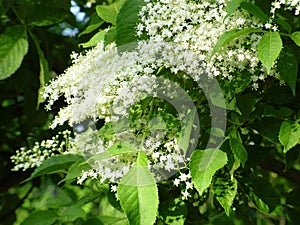 Flowers of elder