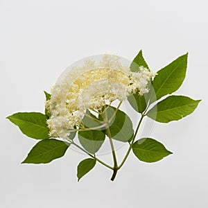 Flowers of the elder Sambucus nigra