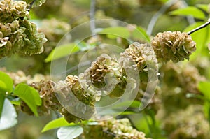 Flowers of Elms, Karagach. Elm Tree, fruits photo