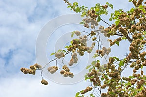 Flowers of Elms, Karagach. Elm Tree, fruits photo