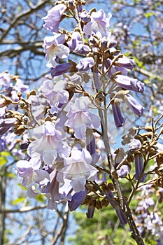 Flowers of empress tree or princess tree, or foxglove tree, Paulownia tomentosa,