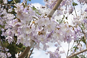 Flowers of empress tree or princess tree, or foxglove tree, Paulownia tomentosa