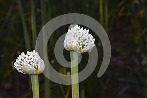 Flowers engaged in onion plants, With the farm`s blur background