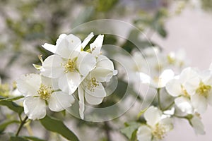 Flowers of an English dogwood or sweet mock-orange Philadelphus coronaries