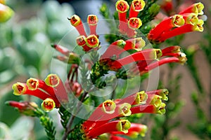 Flowers of Erica densifolia, Garden flower, South Africa photo