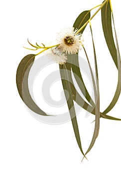 Flowers of Eucalyptus globulus photo