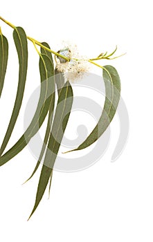 Flowers of Eucalyptus globulus