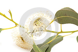 Flowers of Eucalyptus globulus photo