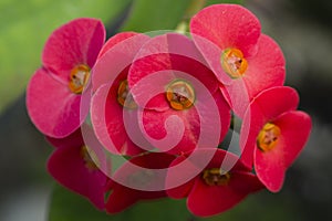 Flowers of Euphorbia milii, crown of thorns,