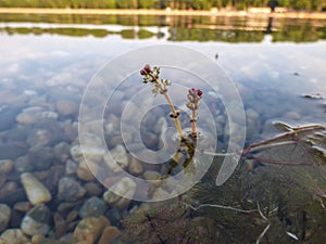 Flowers of Eurasian watermilfoil in Ada lake in Belgrade