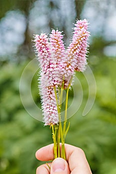 Flowers of European bistort, Bistorta officinalis,