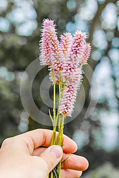 Flowers of European bistort, Bistorta officinalis,