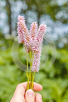 Flowers of European bistort, Bistorta officinalis,