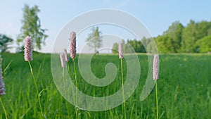 Flowers of european bistort, bistorta officinalis. Europe. Static.