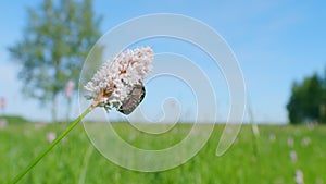 Flowers of european bistort, bistorta officinalis. Flower chafer. Slow motion.