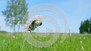 Flowers of european bistort, bistorta officinalis. Flower chafer. Slow motion. photo