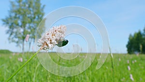 Flowers of european bistort, bistorta officinalis. Flower chafer. Slow motion.