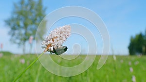 Flowers of european bistort, bistorta officinalis. Flower chafer. Slow motion.