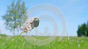 Flowers of european bistort, bistorta officinalis. Flower chafer. Slow motion.