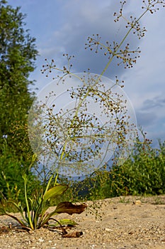 Flowers of European water plantain, Alisma plantago aquatica