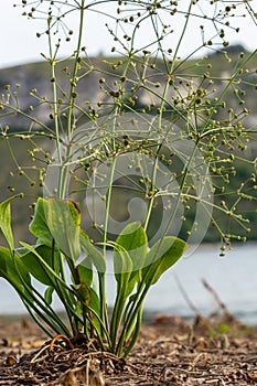 Flowers of European water plantain, Alisma plantago aquatica
