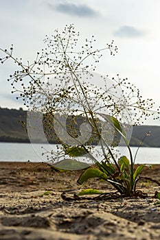 flowers of European water plantain, Alisma plantago aquatica