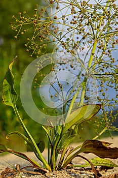 flowers of European water plantain, Alisma plantago aquatica