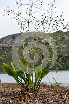 flowers of European water plantain, Alisma plantago aquatica