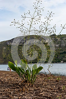 flowers of European water plantain, Alisma plantago aquatica