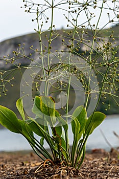 flowers of European water plantain, Alisma plantago aquatica