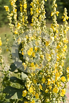 Flowers evening primrose