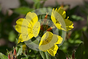 Flowers of Evening-primrose Oenothera biennis photo