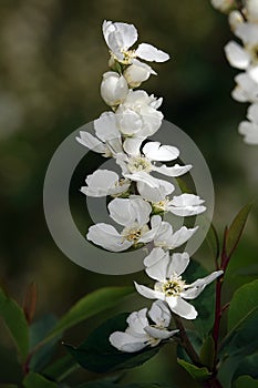 Flowers of Exochorda racemosus during flowering