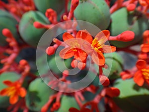 Flowers and explosive dehiscence fruit capsule of jatropha photo