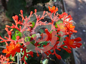 Flowers and explosive dehiscence fruit capsule of jatropha photo