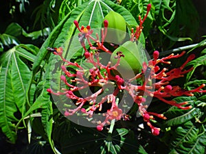 Flowers and explosive dehiscence fruit capsule of jatropha with insects photo
