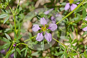 Flowers of Fagonia cretica