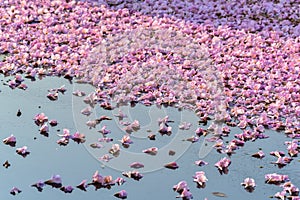 Flowers falling on the surface of water