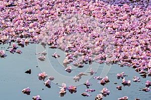 Flowers falling on the surface of water