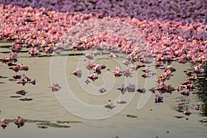 Flowers falling on the surface of water