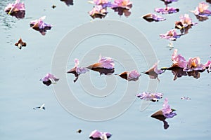 Flowers falling on the surface of water