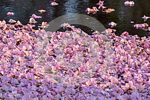 Flowers falling on the surface of water