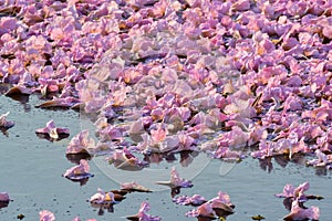 Flowers falling on the surface of water