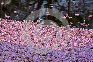 Flowers falling on the surface of water