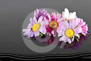 Flowers falling into water