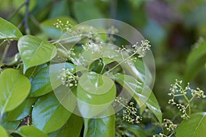 Flowers of a false camphor tree, Cinnamomum glanduliferum