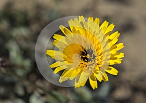 Flowers of False Sow-thistle, Reichardia tingitana